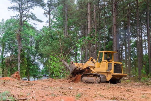 Cost of Trees Clearing in Okeechobee