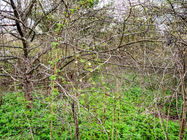 Cost of Underbrush Clearing in Okeechobee