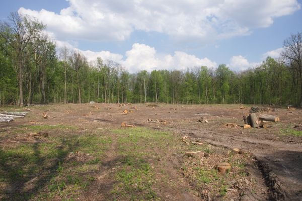Cost of Pasture Clearing in Okeechobee