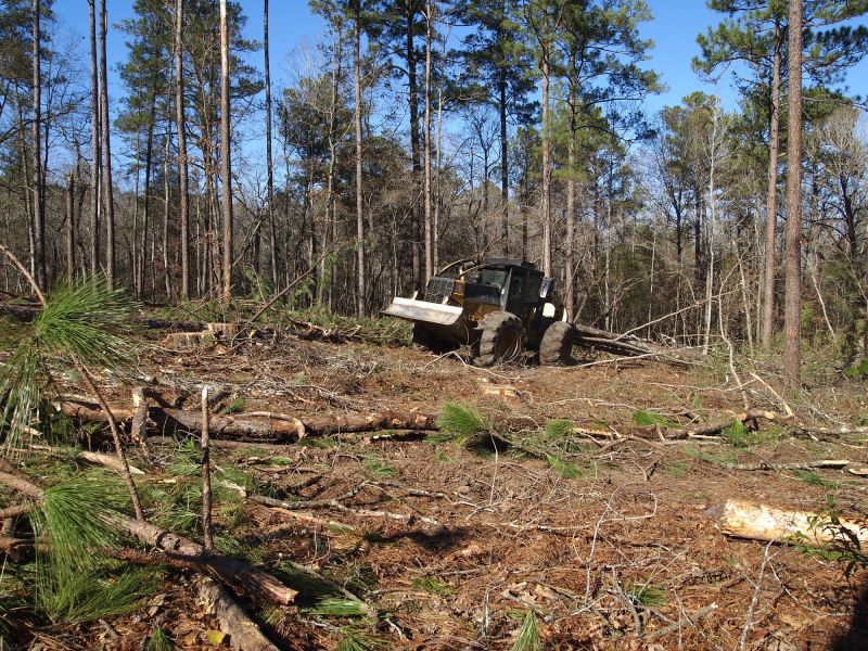 Forestry Clearing